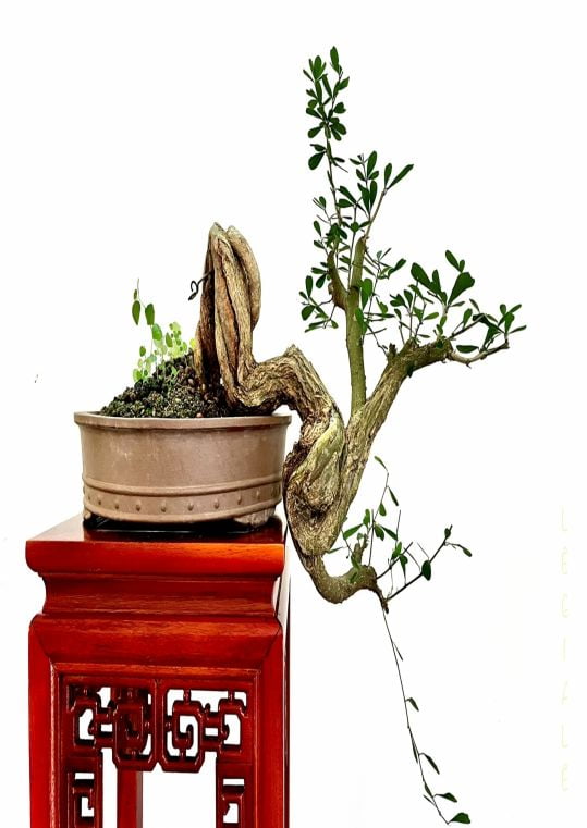 Linh Sam Bonsai LB09