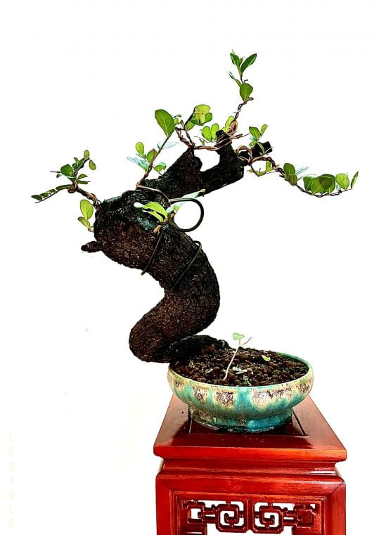 Cẩm Thị Bonsai LB08